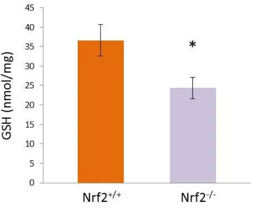 Figure 3.1 Loss of Nrf2 results in attenuation of basal GSH content in immature DCs. Basal GSH levels were measured in resting bone marrow-derived dendritic cells generated from Nrf2+/+ and Nrf2-/- mice