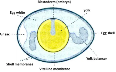 Figure 1-1: Basic structure of a chicken egg (Wolpert 2007). The common features are shown where the embryo is situated on top of the yolk as a small opaque disc