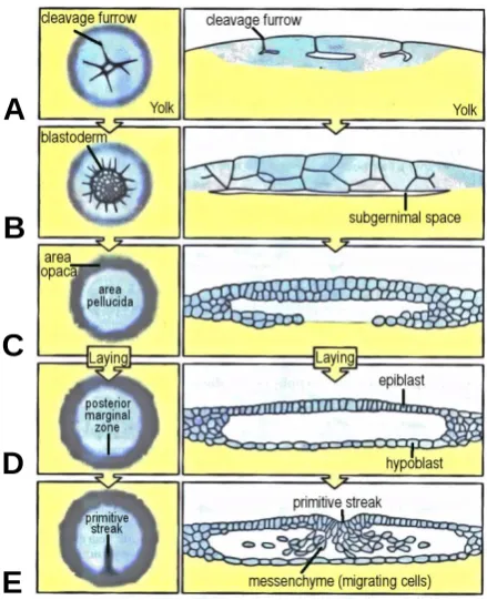 Figure 1-2: Illustration of the early stages in vertebrate embryonic development through to the formation of the primitive streak (Wolpert 2007)