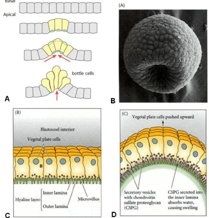 Figure 1-3: Apical constriction. (A) Illustration of a unicellular layer of cells undergoing constriction of the apical layer by causing surrounding cells move inwards as the local curvature increases