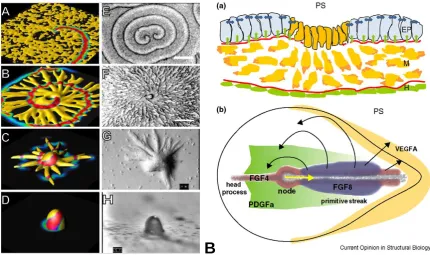 Figure 1-5: Panel A illustrates both simulated dynamics (sub-labelled A,B,C,D) and actual images of aggregations and mound formation (sub-labelled E,F,G,H)
