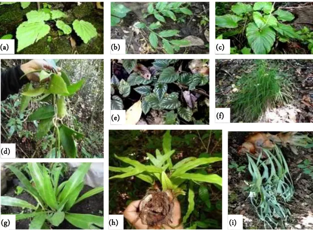 Figure 4.  Herbaceous, epiphytic, and fern in forest: Begonia sp. (a), Globa marantina (b), Homalomena pendula (c), Hoya verticil- verticil-lata (Vahl) G.Don