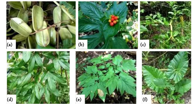 Figure 5.  Diversity locally tuber plant in forest: Dioscorea hispida Denst fruit (a), Tacca palmata Blume (b), Amorphophallus pae- pae-oniifolius (Densst)