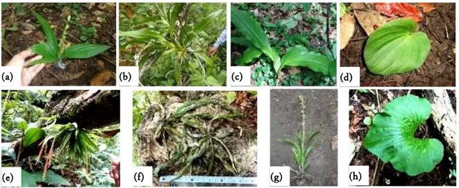 Figure 6.  Diversity orchid: Malaxis latifolia (a), Vanda limbata (b), Calanthe triplicate (c), Nervilia plicata (d), Oberionia aff.iridifolia  (e), Pteroceras javanica (f), Phreathia sp