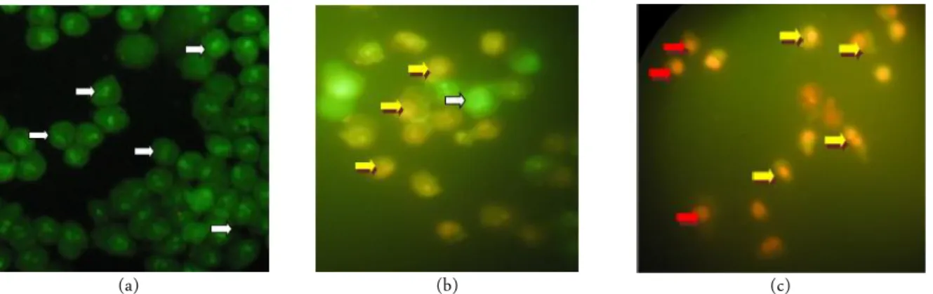 Figure 2.  Morphology observation of WiDr cells under light microscope using 400 × magnification in untreated cells (a), cells treated  by 135 µg/mL extract (b), and cells treated by 68 µM celecoxib (c)