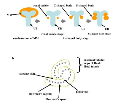Figure 1.5 Schematic representation of early nephron development. (a) Formation of the renal vesicle, C-shaped and S-shaped body (in orange)