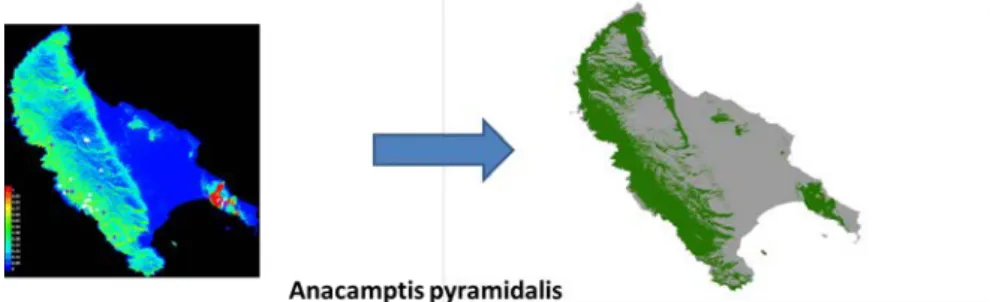 Figure 4. Transformation of the individual suitability map (left) of Anacamptis pyramidalis to a  binary file (right)
