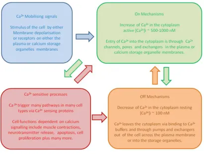 Figure 1.1. Overview of the Ca2+ signalling network. A simple schematic showing the relationship between Ca2+ signalling mechanisms