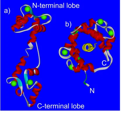Figure 1.2. The structure of free CaM and a CaM/target peptide complex. Ribbon diagrams showing a) unbound CaM as a dumbbell shaped protein, with two globular lobes at the N- and C-terminals, connected by a flexible helical region