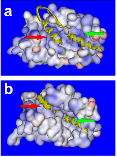 Figure 1.3. NMR derived structures for Frq1 and NCS-1 in target peptide complexes. Surface 