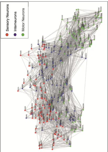 Figure 1.4 C. elegans Neuronal Conectome. The current complete C. elegans wiring diagram, which has common features to the human neuronal system