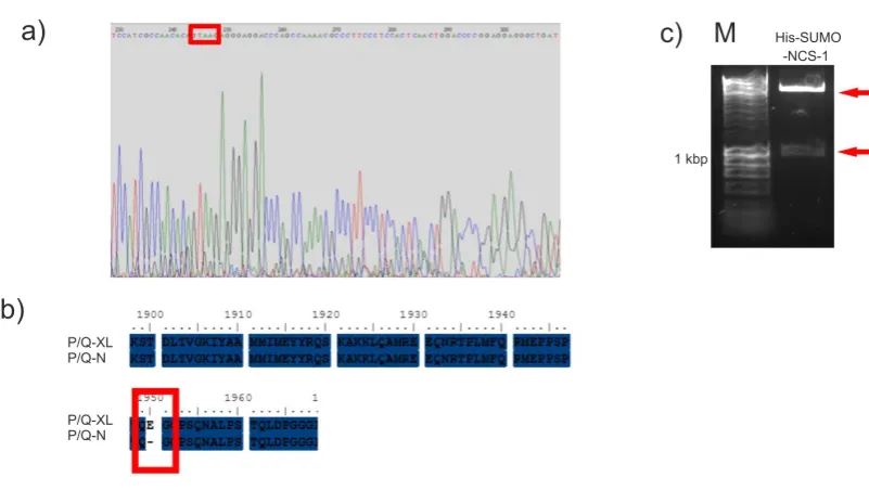 Figure 3.6 pE-SUMOpro Cloning a) A DNA chromatogram of the mutated His-SUMO-P/Q-XL plasmid
