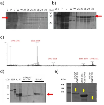 Figure 3.7 Preparation of recombinant P/Q fragments SDS-PAGE gels showing His-SUMO-P/Q-CBD purified using affinity chromatography using Histrap FF columns, a) produced in BL21 (DE3) E