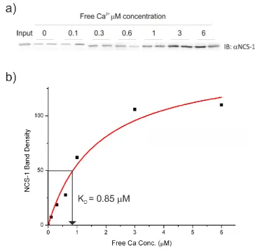 Figure 3.8. Ca2+-dependent binding of GST-P/Q-L and NCS-1. Recombinant protein GST-P/Q-L (1mM) was immobilised on glutathione resin in buffer containing 0-6 M free Ca2+ concentration