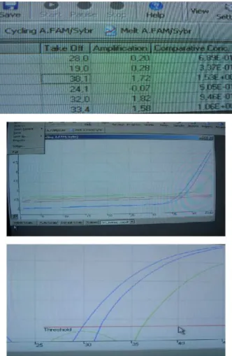 Fig. 2 Real time PCR analysis made with the help of this method revealed the  presence of mRNA for Nanog and oct 4