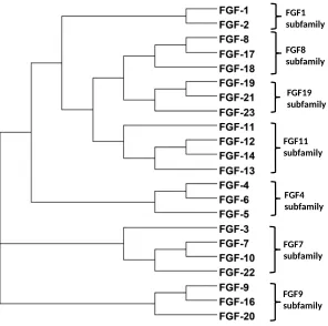 Figure 1 Phylogenetic relationship of the FGFs based on amino acid sequence. According to aminoacid sequence, dendroscope was used to show that FGF family is divided into seven subfamilies.The branch lengths relates directly to the evolutionary relationship of FGFs.