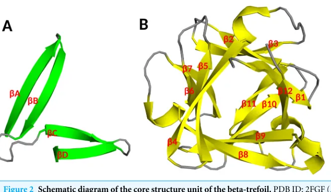 Figure 2 Schematic diagram of the core structure unit of the beta-trefoil. PDB ID: 2FGF (Zhang et al.,1991)