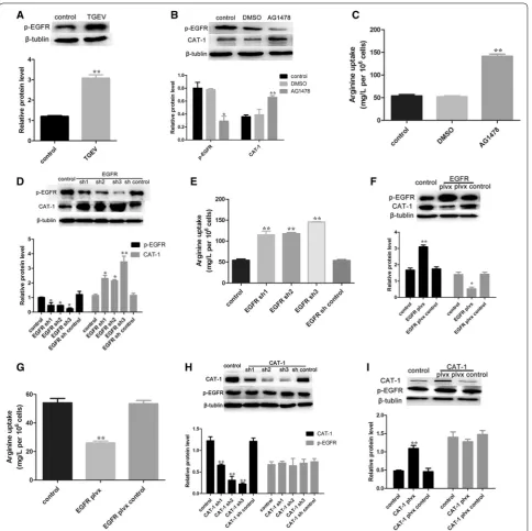 Figure 4 TGEV infection decreases arginine uptake via activated p‑EGFR. A Western blot analysis was performed to determine levels of p-EGFR at 48 hpi