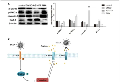 Figure 6 TGEV infection decreases arginine uptake. A Cells were treated with PBS, DMSO (100 nM), AG1478 (100 nM) or PMA (100 nM) at 37 °C for 12 h, and Western blot analysis was then used to measure expression of p-EGFR, p-PKC α, caveolin-1 and CAT-1