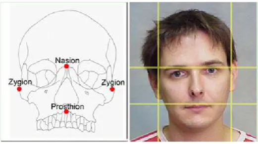 Figure 1. An example illustrating how the facial width-to-height ratio (FWHR) was calculated, taken from Weston et al., 2007