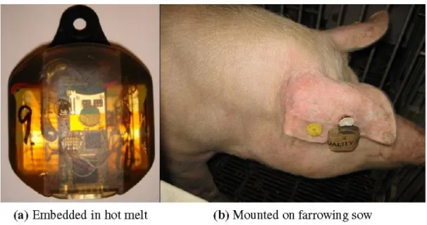 Figure 1. a) Ear tag embedded in hot melt adhesive, and b) placement on pig, mounted on the ear  