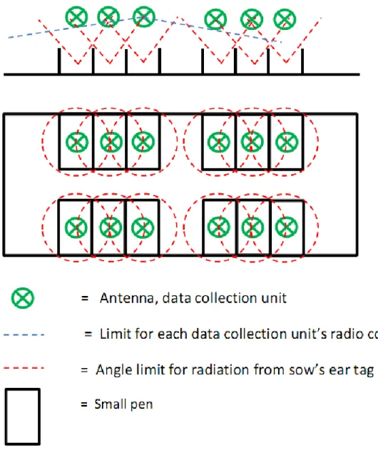 Figure 2. Deployment of sows placed in small pens, seen from the side and from above 