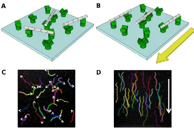 Figure .2.13. Electrical guidance of filaments in a gliding assay. A, In the absence of an electrical 