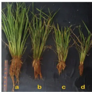 Figure 1.  Comparison of plant height and root length between (a) Mahsuri (Tolerant control), (b) Markuti, (c) IR54, and (d) IR64 (sensitive control)