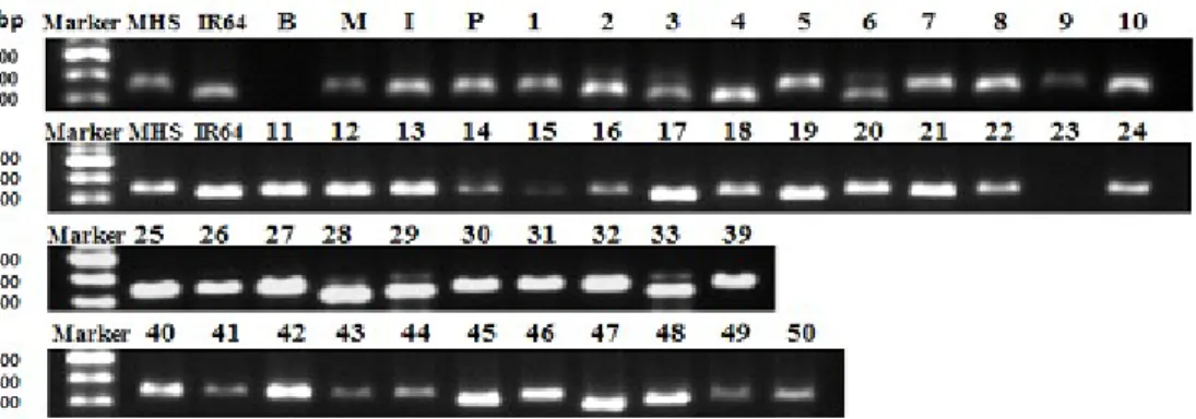 Figure 2. Amplification by PCR using OsIRT1 primers which showed polymorphic DNA bands on varieties