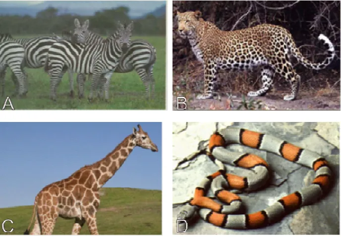 Figure 1-3: Examples of animal skin patterns. A: Black and white stripes for the zebra