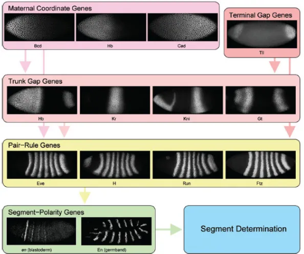 Figure 1-5: Hierarchy of Gene Control of Segmentation in Drosophila. 