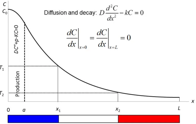 Figure 1-9: C is the concentration of morphogen, D is the diffusion coefficient, xfor the threshold concentration values respectively and Chave production in the region between 0 and a with parameter p in the equation