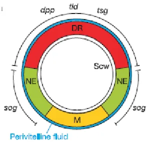 Figure 1-13: Cross section of the Drosophila embryo. 