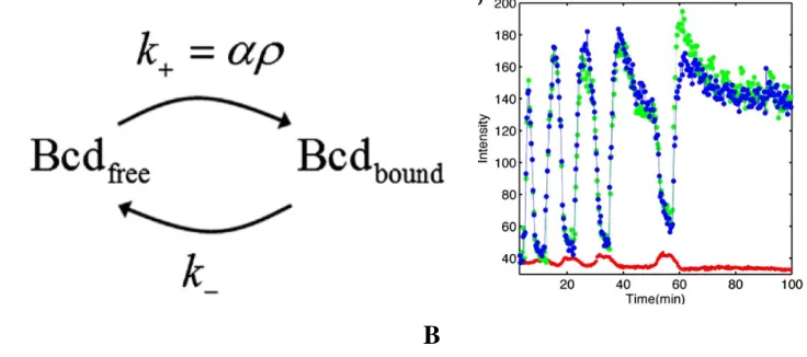 Figure 2-16: Nuclear trapping model.  nuclear trapping rate constant (kBerezhkovskii et al