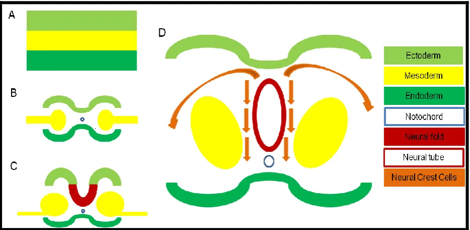 Figure 3. Neurulation begins in week 3 of human gestation. As neural folds form and eventually fuse, neural crest cells delaminate from the intended fusion zone
