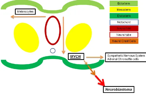 Figure 5. Tumourigenesis of Neuroblastoma during the differentiation-migration-proliferation stage of Neurulation