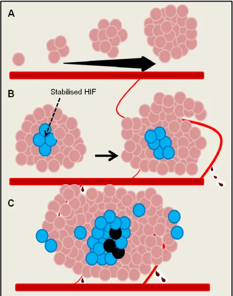 Figure 7. Tumour Cell Survival and Proliferation. Initial survival is dependent upon diffusion from nearby vasculature (A)