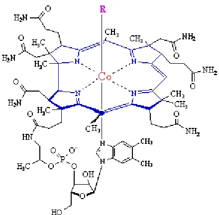 Figure 1.4 Structure of Vitamin B128 