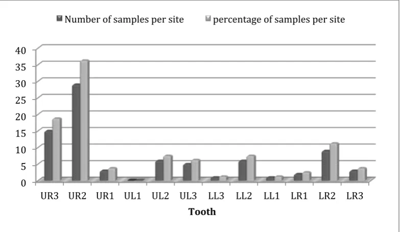 Figure 4.3: The distribution of red fluorescent plaque collected from each tooth. 
