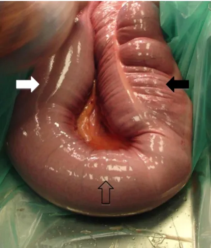 Figure 3.  Intra-operative photographic 