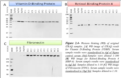 Figure 2.4- Western blotting (WB) of original iTRAQ samples. [A] WB image of iTRAQ result 