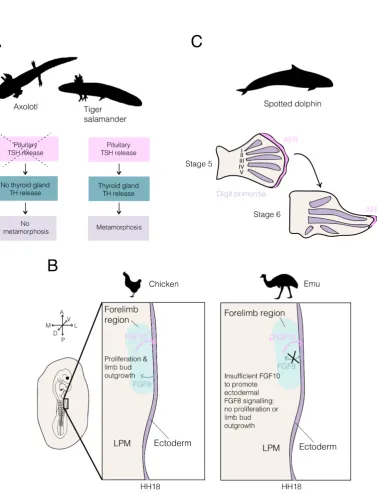 Figure 3: Heterochrony between organs can produce new forms in evolution.from a loss of the metamorphosis event