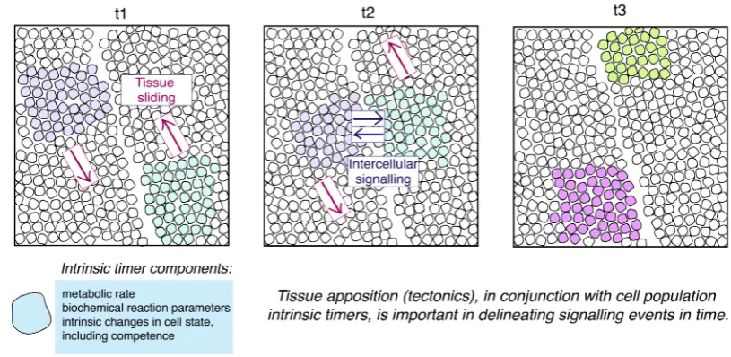 Figure 4: Tissue Tectonics. Three snapshots in time are shown in this schematic, at timepoints t1, t2 and t3