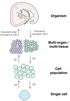 Figure 5: Summary. This schematic summarises the diﬀerent levels of organisation where time has been studiedin developmental biology