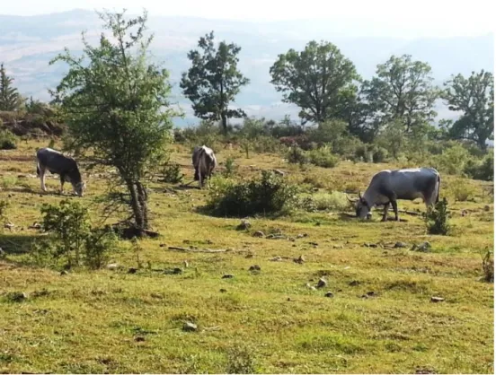 Figure 2. Podolian cattle during summer grazing  2.4. Sampling method 