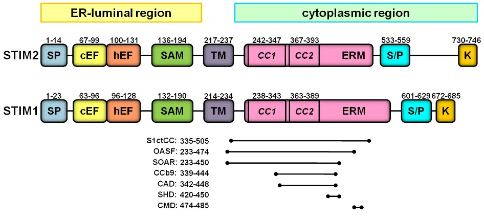 Figure 1.2. Schematic representation of the structures of the STIM proteins. 