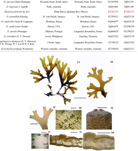 Figure 1. Dictyota mayae J. Lozano-Orozco & Sentíes sp. nov. (1) Habit of spo-rophyte, Puerto Morelos, Quintana Roo, designated as holotype (UAMIZ1231)