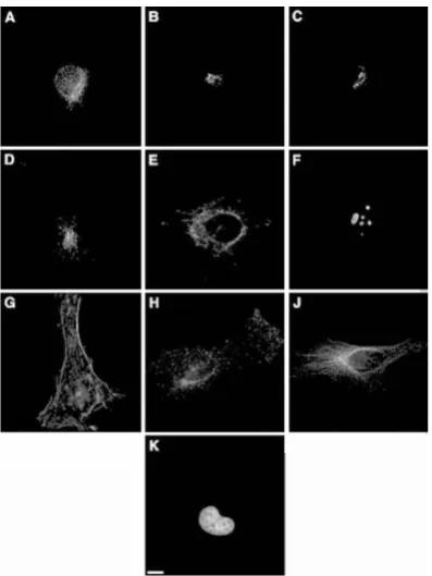 Figure 3.3: Examples of the images in CHO dataset. These images have had backgroundﬂuorescence subtracted and have had all pixels below threshold set to 0
