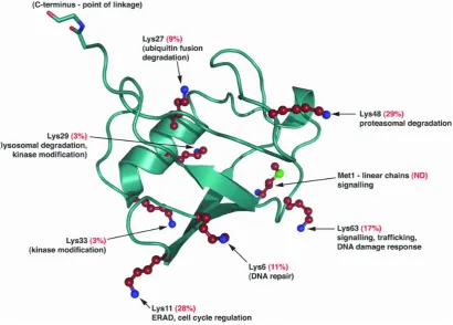Figure 1.1 Ribbon diagram representing the tertiary structure of ubiquitin and the 