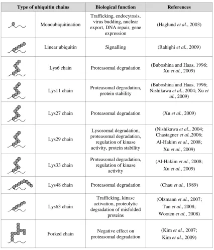 Table 1.2 Functions of various ubiquitin chains: The variety of biological functions 